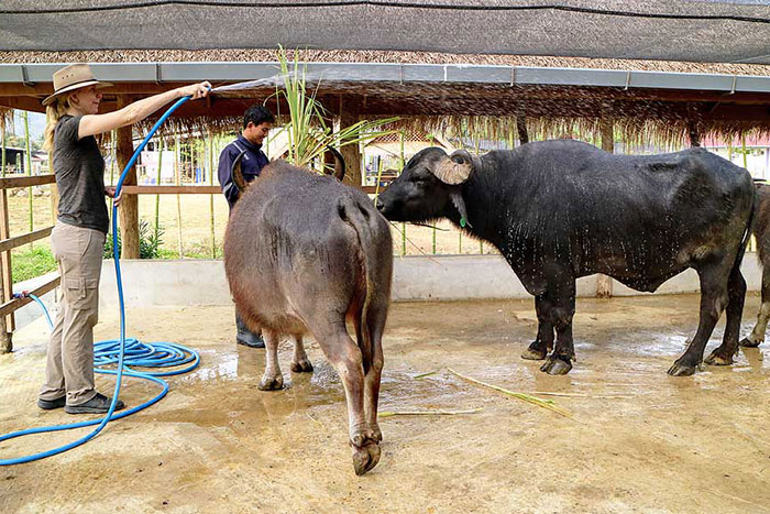 Luang Prabang ferme aux buffles